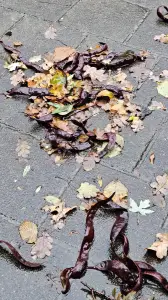 Leentje 03 Herfstcompositie